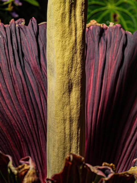 spathe