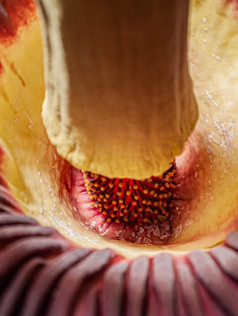 corpse flower inflorescence 