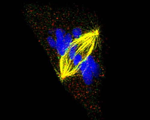Image of chromosomes segregating during cell division by Judy Abuel (B.S., ’22; M.S., ’24)