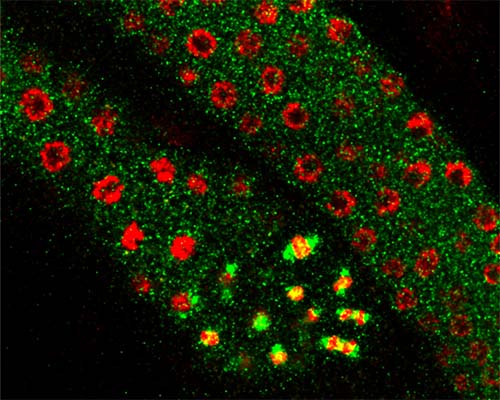 Image of dividing cells in a C. elegan worm by grad student Allen Michael Ramsey.