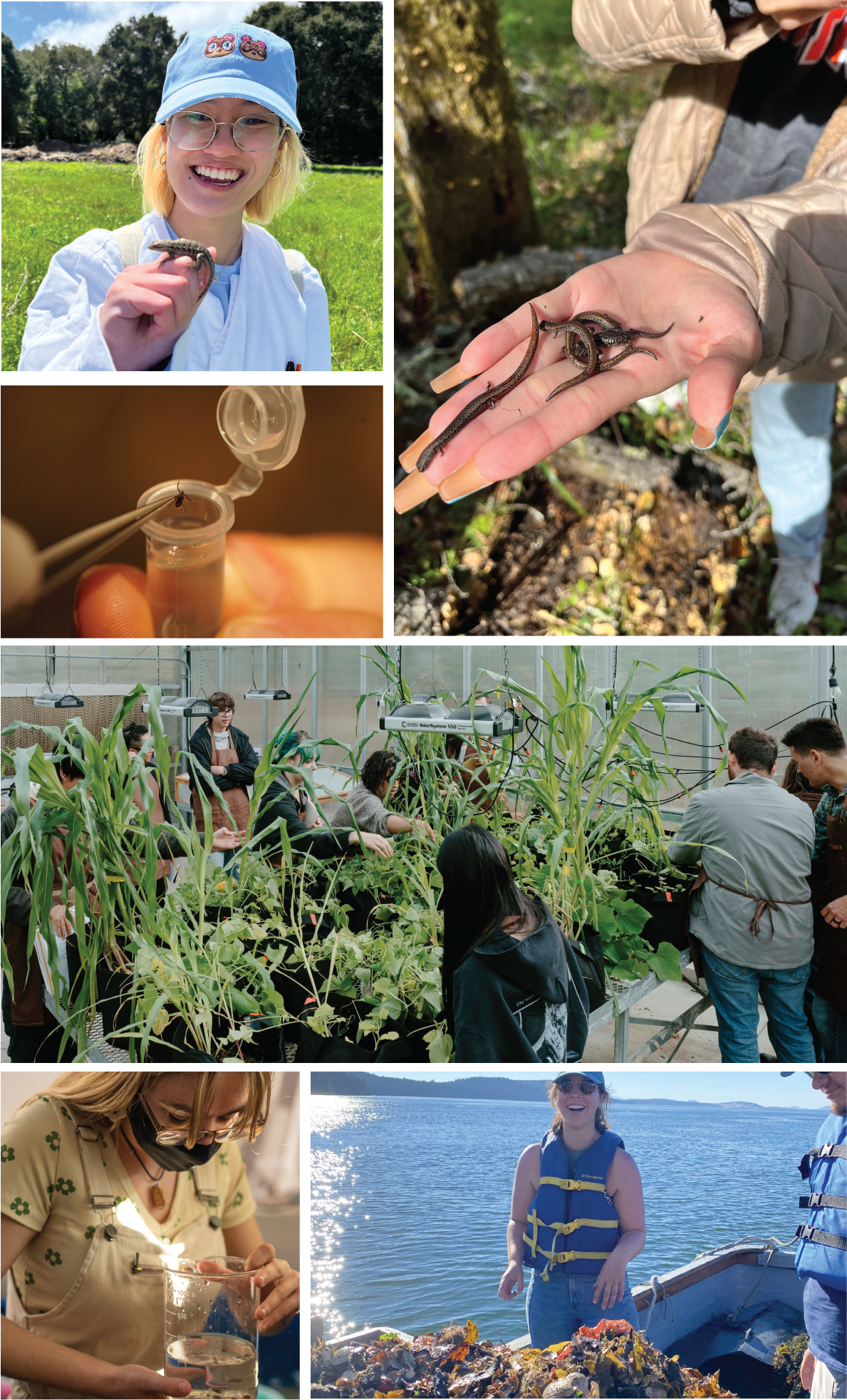 montage of students conducting research