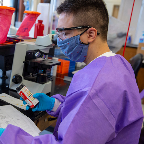 Researcher wearing a purple lab coat reviewing contents of a specimen. 