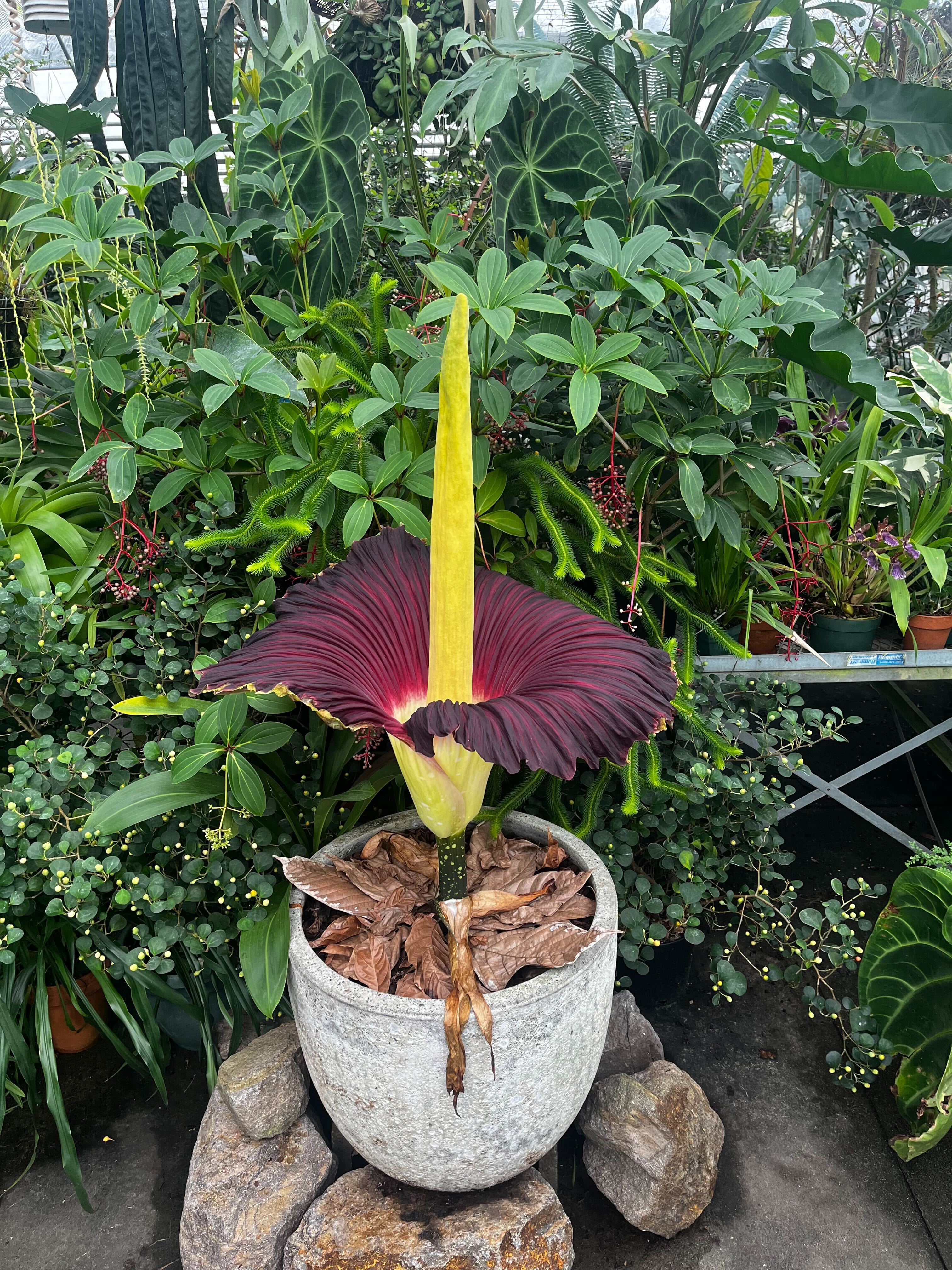 corpse flower open