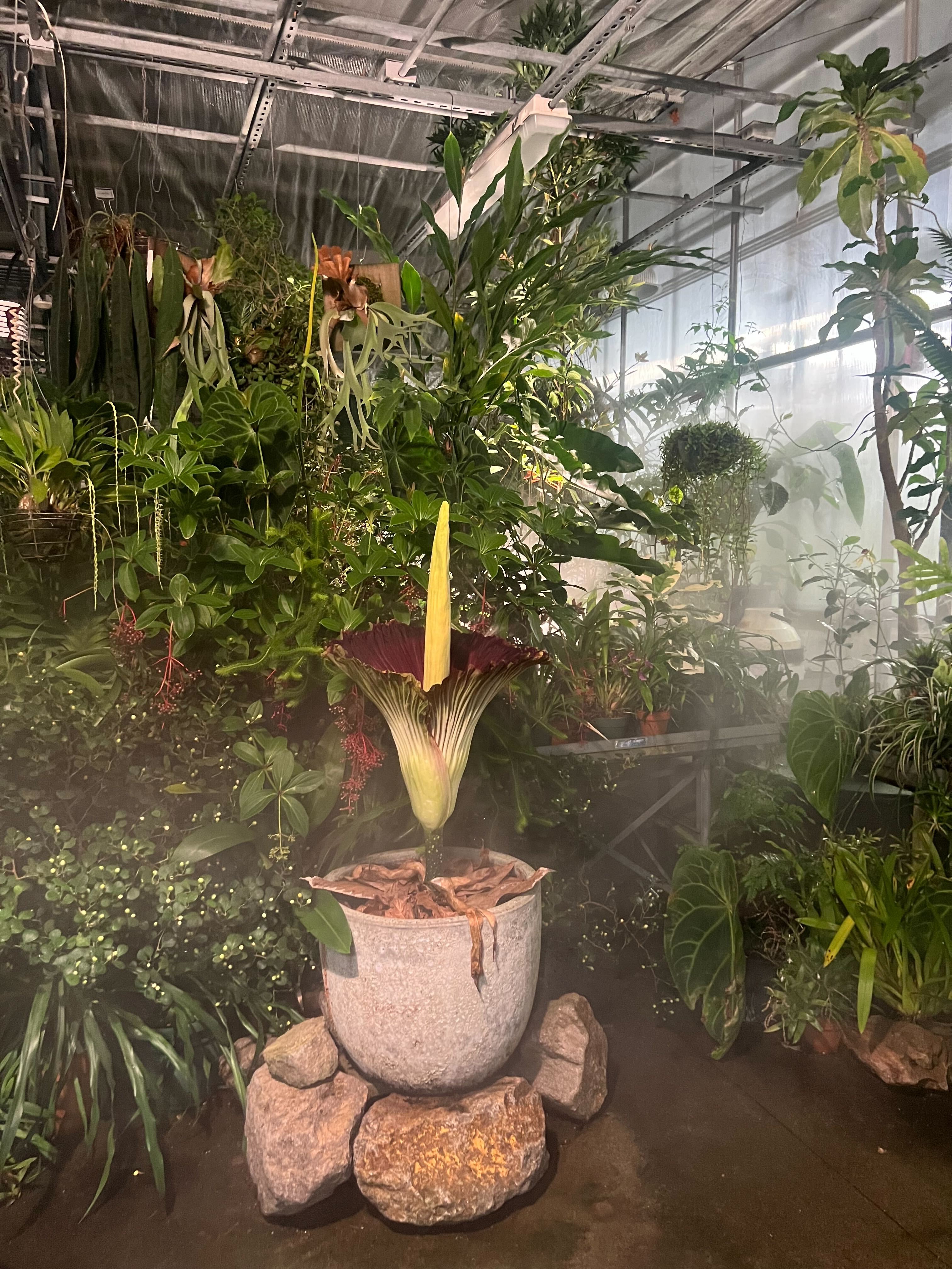 corpse flower open scene