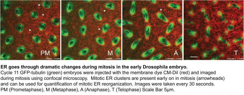 ER goes through dramatic changes during mitosis the early Drosophila embryo