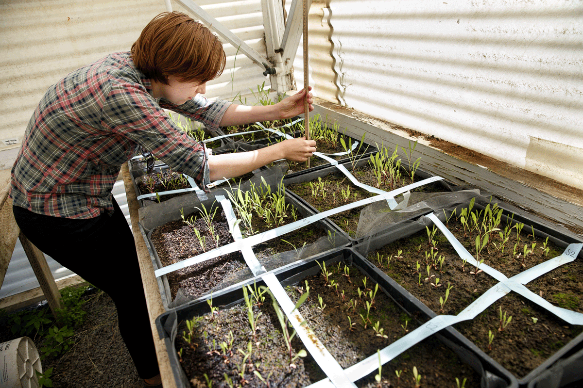 Botanist growing plants