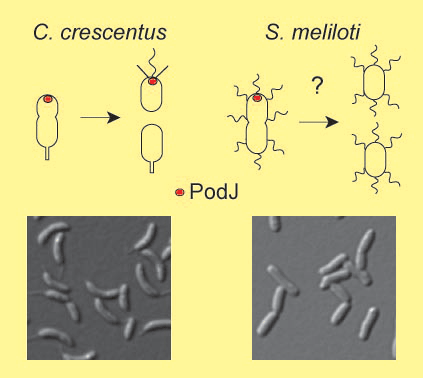 Cell Comparison