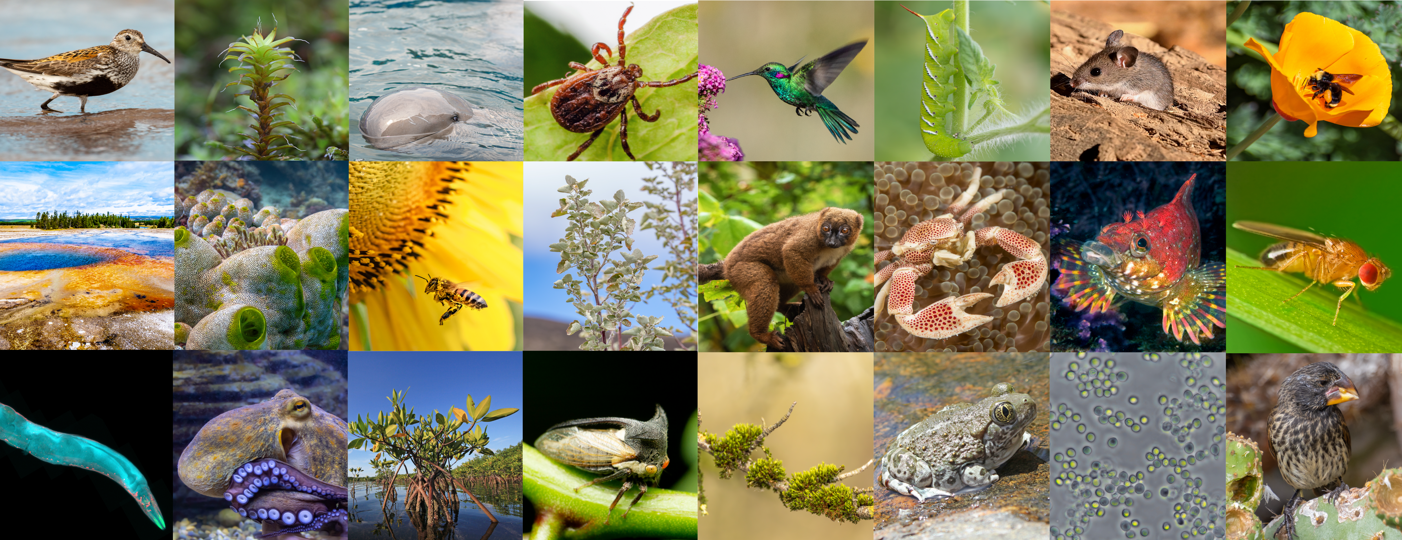 small photos of research organisms in our department 