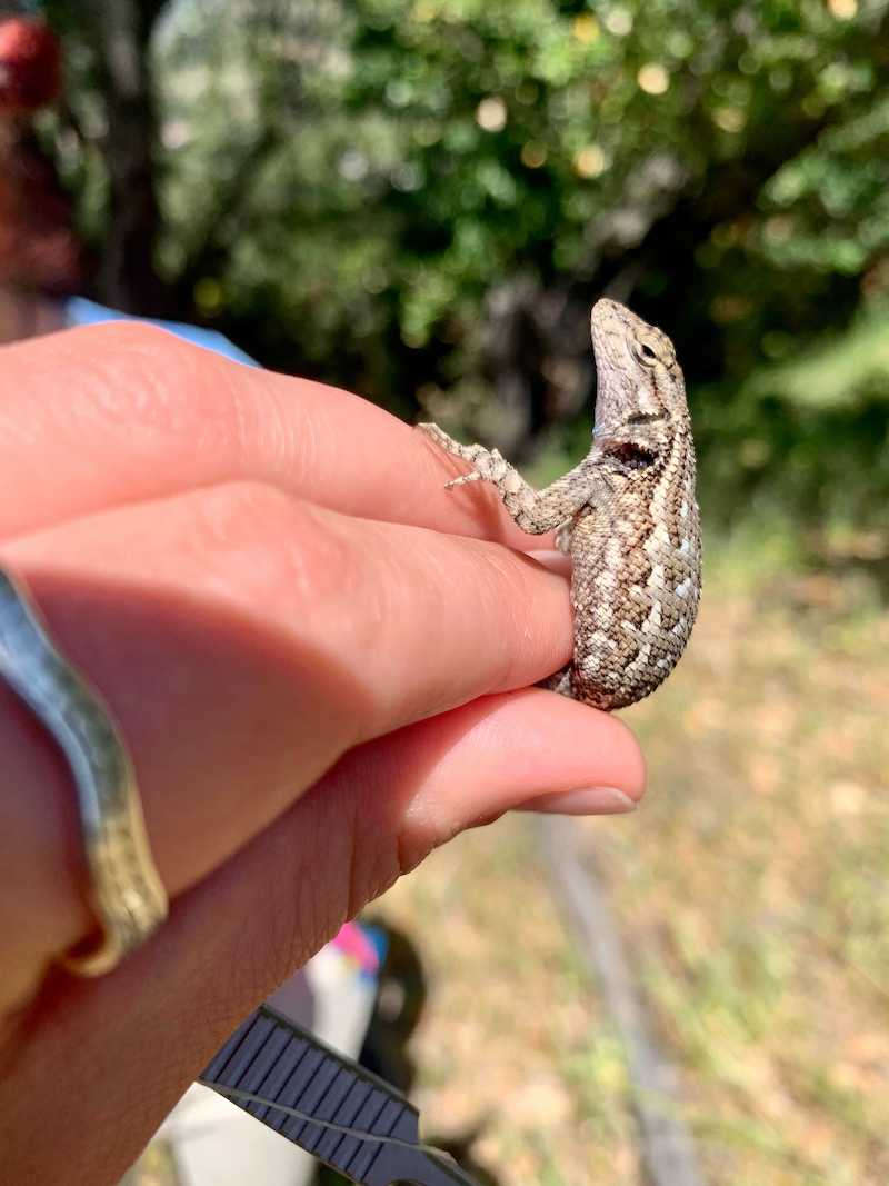 An ecologist holding a small lizard