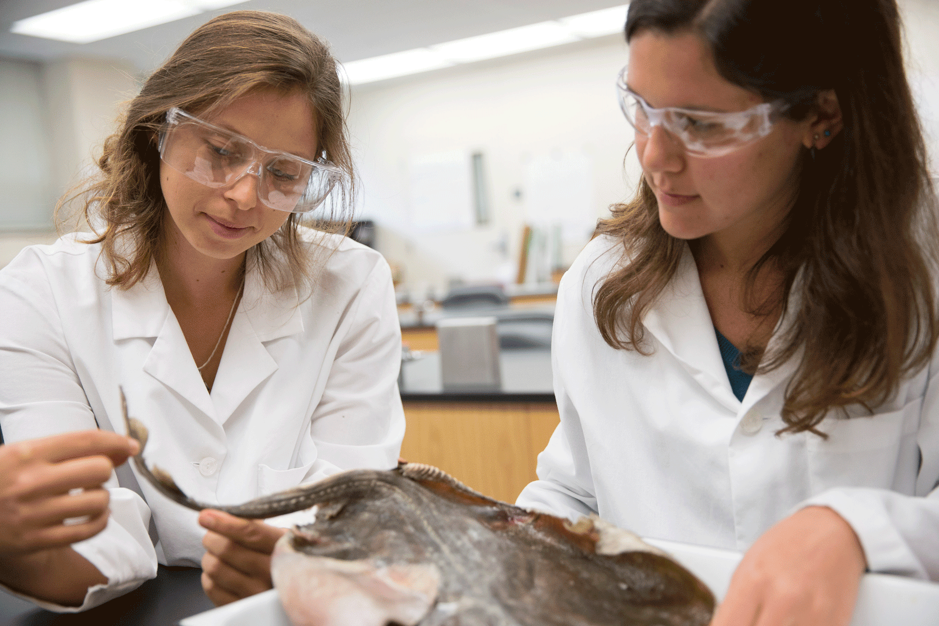 Two marine scientists examine sea life in the lab