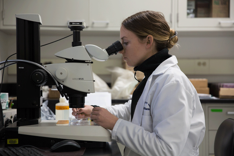 Scientist in lab coat looks into microscope