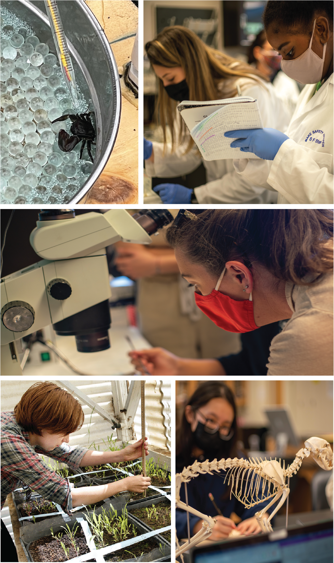 montage of students conducting research