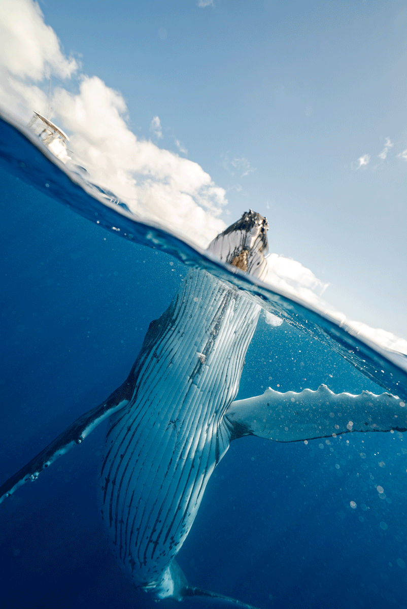 Underwater whale