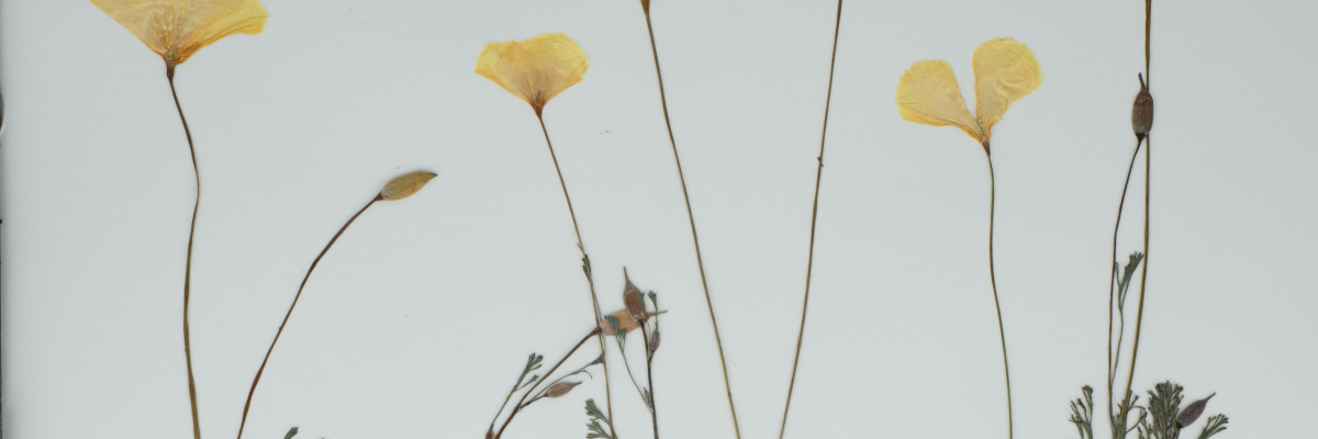Eschscholzia crop