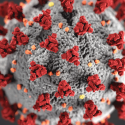 Magnified Coronavirus