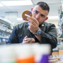 Male student working with agar plates in lab