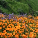 A field of Califonia poppies