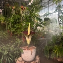 corpse flower open scene