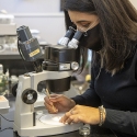 Photo of student working on microscope