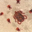 Photograph of ticks of different sizes