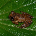 Small orange and brown frog sitting on a leaf