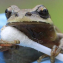 a frog holding a cotton swab