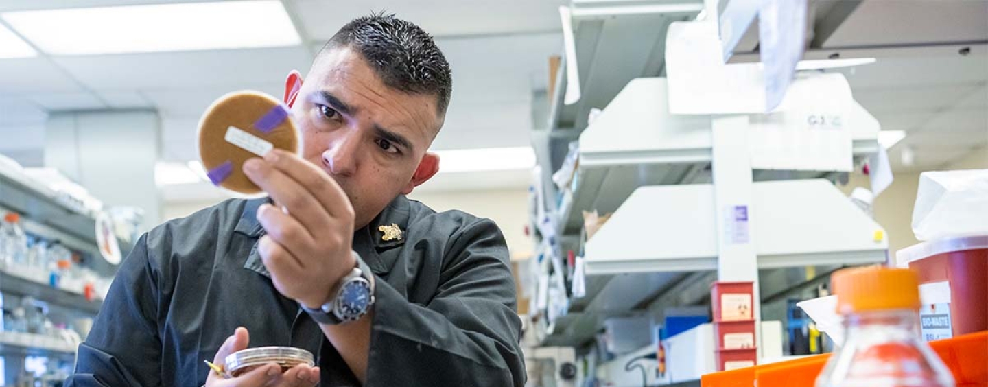 Male student working with agar plates in lab