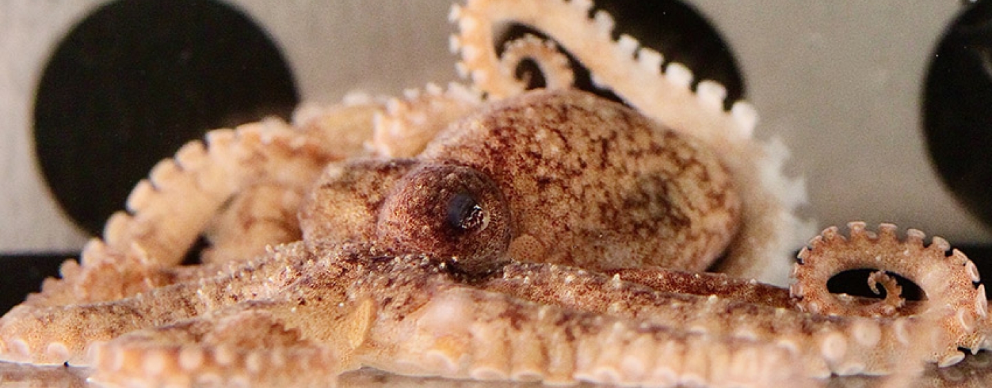 Photo of pygmy octopus