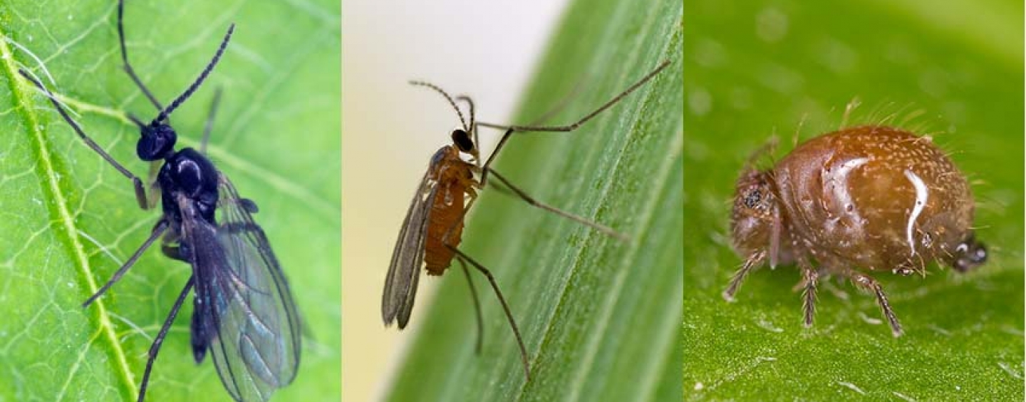 Examples of the gnats (left and middle) and springtrail (right) species used in the study