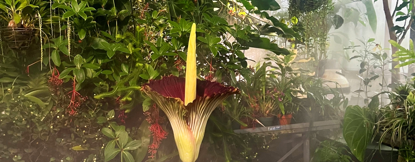 corpse flower opening in misty greenhouse