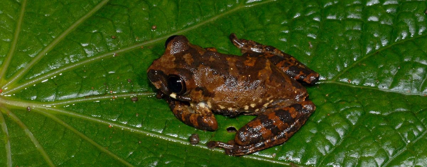 Small orange and brown frog sitting on a leaf