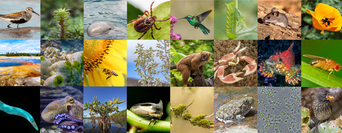 explore sfsu banner organisms