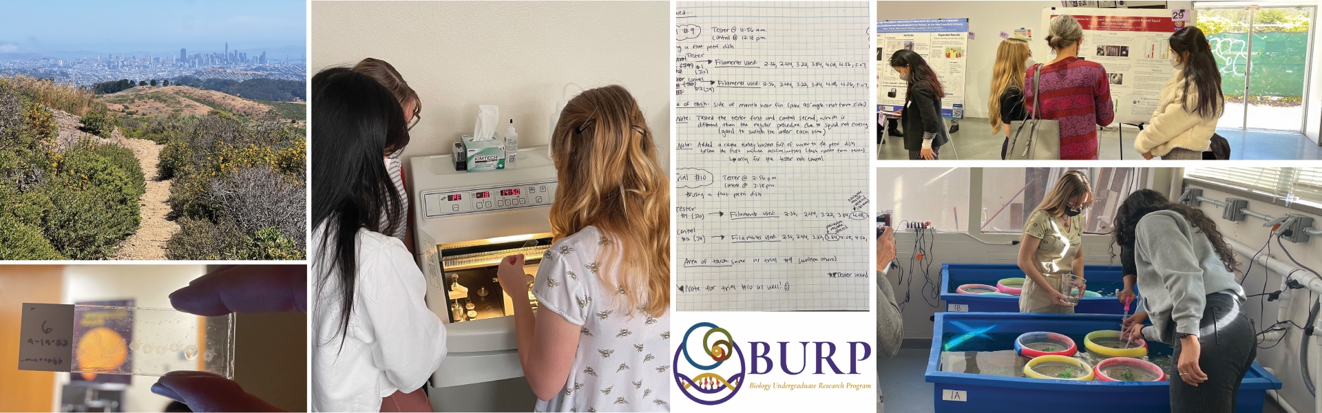 Burp banner