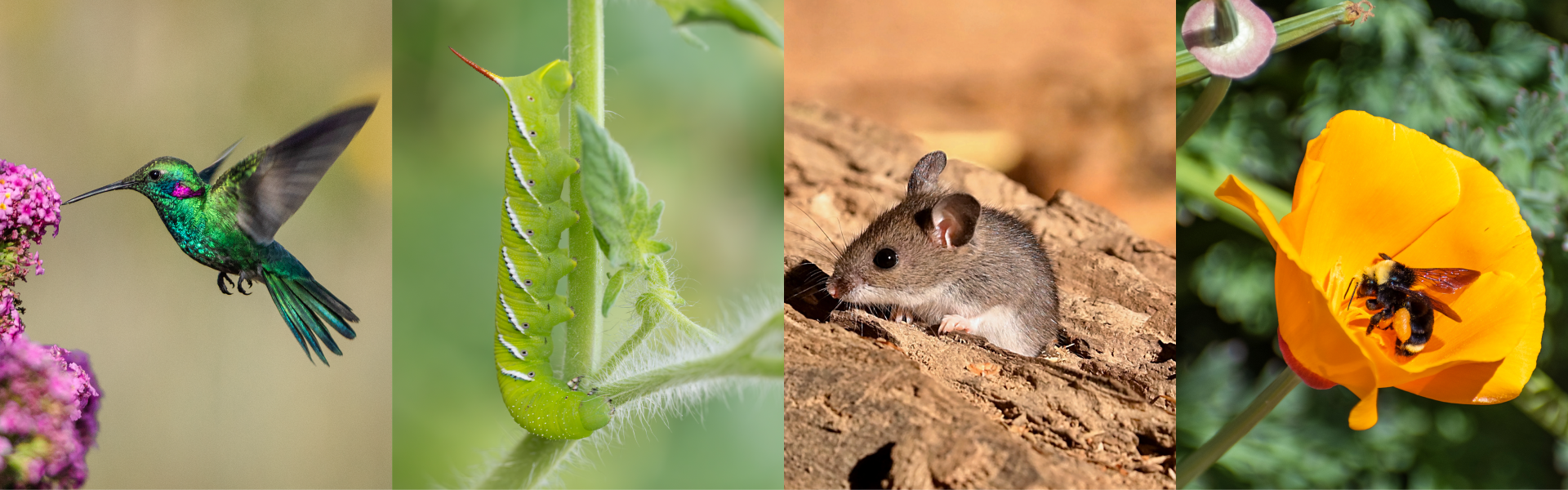 banner with hummingbird, hornworm, deer mouse, California poppy