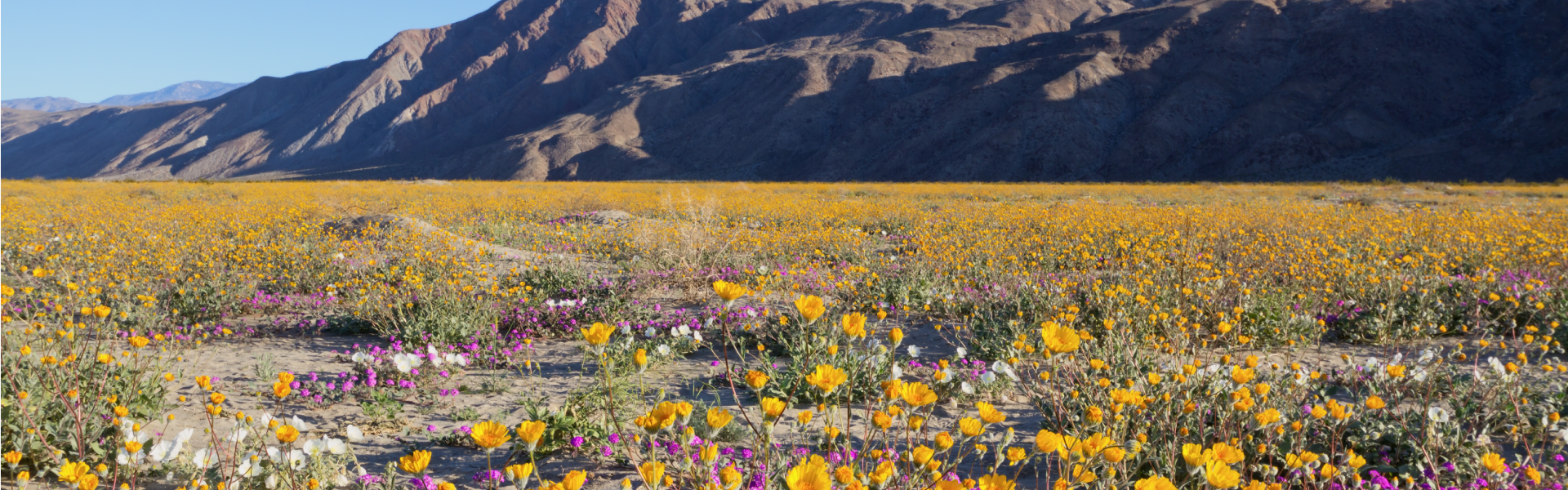 superbloom