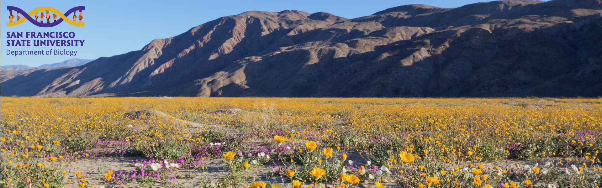 banner logo superbloom