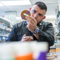 Male student working with agar plates in lab