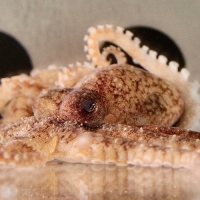 Photo of pygmy octopus