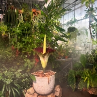 corpse flower opening in misty greenhouse