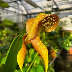 greenhouse flower