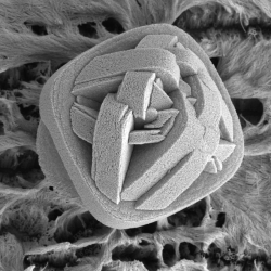 Titanium dioxide nanotubes, the surface of a heart stent.