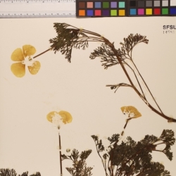Pressed herbarium specimen of California poppies (Eschscholzia californica)