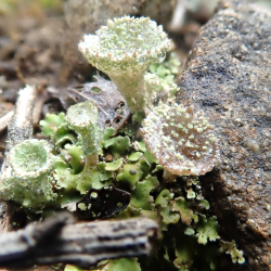 lichen