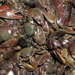 crabs mating