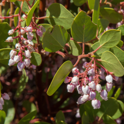 manzanita