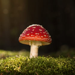 red mushroom 