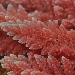 red algae 
