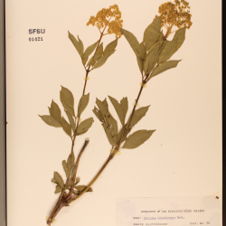 sambucus