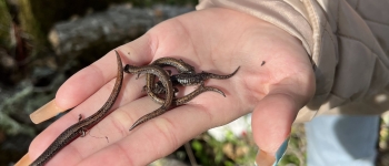 salamanders