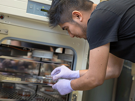 Biology student puts specimens into refrigerator